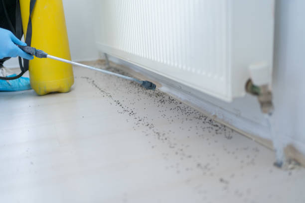 Best Ant Control Services  in Newport, AR